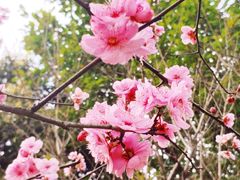 -重庆彩云湖湿地公园