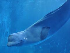 -多彩贵州城极地海洋世界