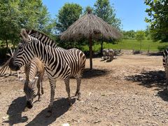 -北京野生动物园