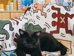 -中农大我爱我爱动物医院·核磁CT·猫病·24小时夜诊中心(石佛营店)