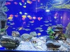 -崔少野猫耳朵老碗面(宫园中央店)