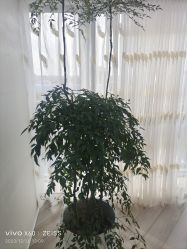 -HEYAN荷妍专业脱毛连锁机构