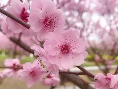 -白塘生态植物园