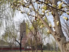-西海子公园