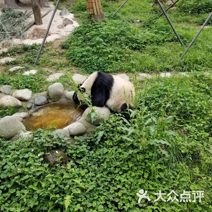 都江堰熊貓樂園景區