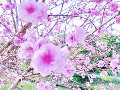 -南汇桃花村