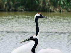 -盐城丹顶鹤湿地生态旅游区