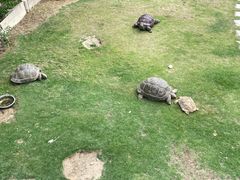 -广东惠东海龟国家级自然保护区