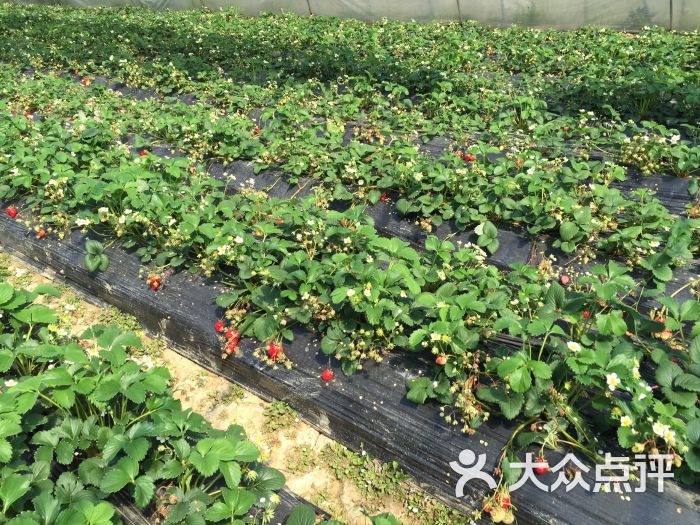 傅家边草莓采摘园-图片-南京休闲娱乐-大众点评网