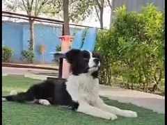 -宠物寄养训练学校