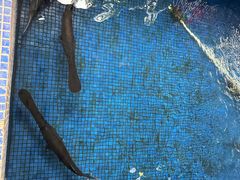 -鸿渡渔庄·特色鸭咀鱼