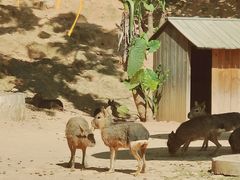 -泉州海丝野生动物世界