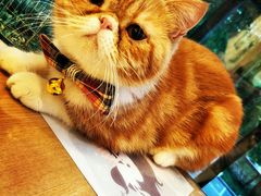 -有猫儿腻咖啡厅.猫咖