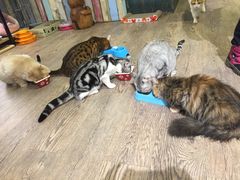 -小时光咖啡馆(开森度假森林店)