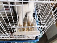 -中环花鸟鱼虫市场