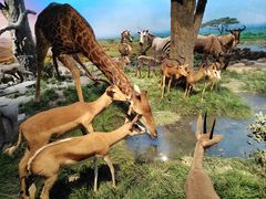 -国家自然博物馆