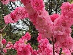 -海棠花溪(元大都城垣遗址公园)