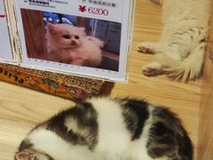 -屋虎猫馆(宝安大仟里店)