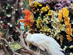 -正佳雨林生态植物园