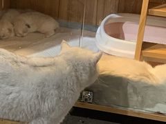 -浣熊柯尔鸭土拨鼠·电玩咖