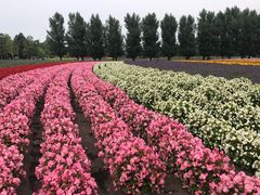 -富田农场