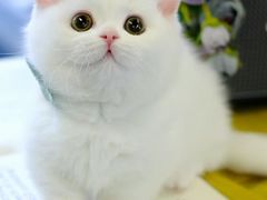 -翊宠yipet猫狗购宠庄园犬舍•猫舍