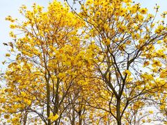 -天适樱花悠乐园