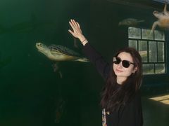 -广东惠东海龟国家级自然保护区