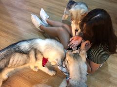 -Husky Go! 哈士奇体验馆·宠物咖啡厅狗咖