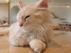-猫腻·猫咖·撸猫馆(星光大道店)