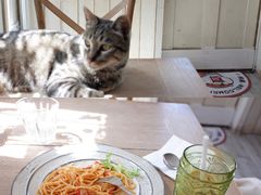 -海边的猫和咖啡馆