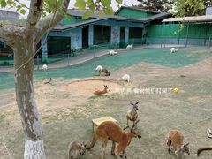 -西霞口神雕山野生动物世界