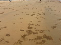 -日照海滨国家森林公园
