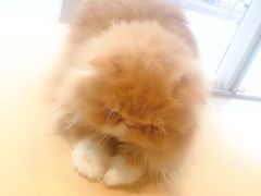 -藏猫猫咖啡主题馆(中央大道店)