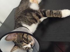 -芭比堂动物医院·犬猫全科·异宠专科(雁塔分院)