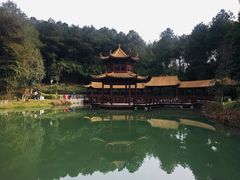 -铁山坪森林公园