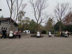 -都江堰中华大熊猫苑