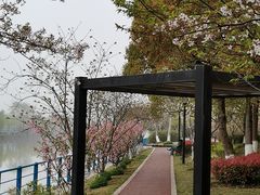 -高东镇樱花园