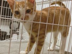 -伟伟宠物医院·CT影像中心·瑞派犬猫综合性门诊(汉口总院)