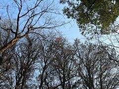 -上海共青森林公园