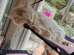 -有猫主题·治愈系猫咖(曾厝垵店)