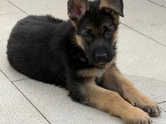 -心仪动物医院·牙专科·肿瘤·心脏科(西客站院)