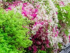 -深圳国际园林花卉博览园