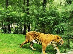 -北京野生动物园