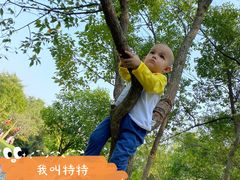 -大屏嶂森林公园