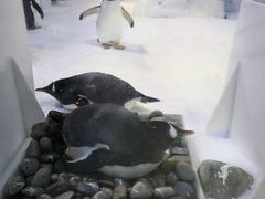 -芜湖新华联大白鲸海洋公园