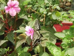 -上海大自然野生昆虫馆