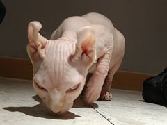 -飞行喵MR PILOT|猫舍·猫咖(静安大融城店)