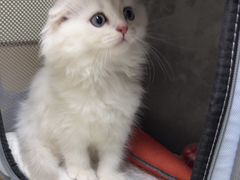 -格蕾宠物医院24H·猫科·肿瘤科·骨科中心(福州总院)