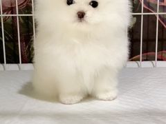 -爱侣宠医·鹦鹉专科·小型哺乳类·异宠专科(灵石路店)